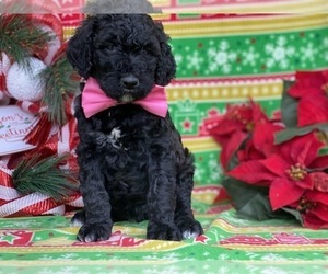 Poodle (Standard) Puppy for sale in LANCASTER, PA, USA