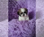 Small Photo #4 Shih Tzu Puppy For Sale in PORT SAINT LUCIE, FL, USA
