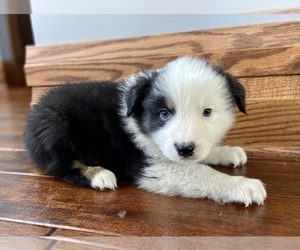 Australian Shepherd Puppy for sale in LODA, IL, USA