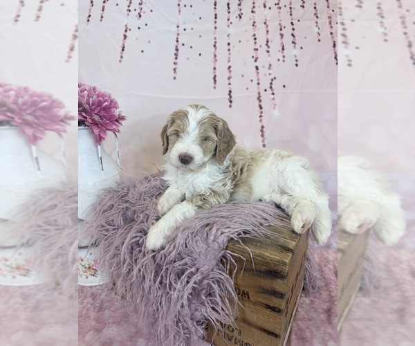 Medium Photo #44 Aussie-Poo-Goldendoodle Mix Puppy For Sale in COMMERCE, MI, USA