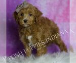 Small Photo #47 Maltipoo (Miniature) Puppy For Sale in WARSAW, IN, USA