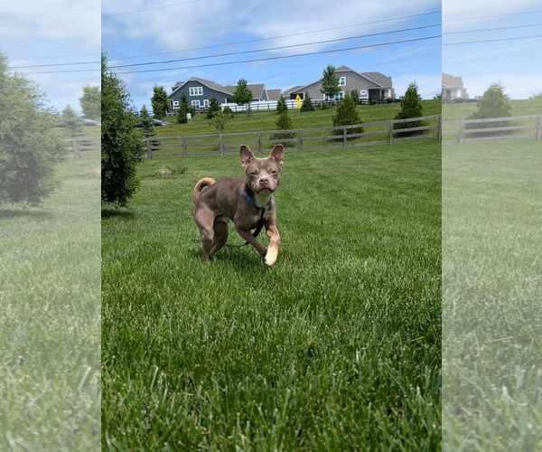 Medium Photo #4 Chihuahua-Unknown Mix Puppy For Sale in Germantown, OH, USA