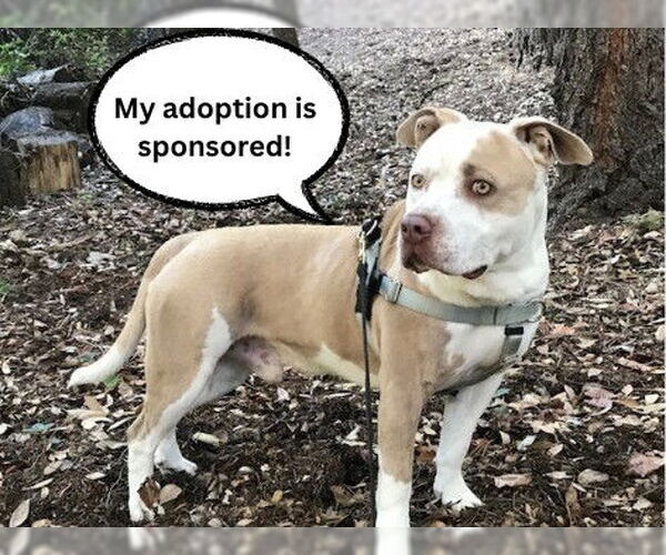 Medium Photo #3 American Pit Bull Terrier Puppy For Sale in Santa Cruz, CA, USA