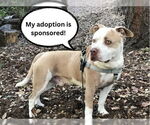 Small #2 American Pit Bull Terrier