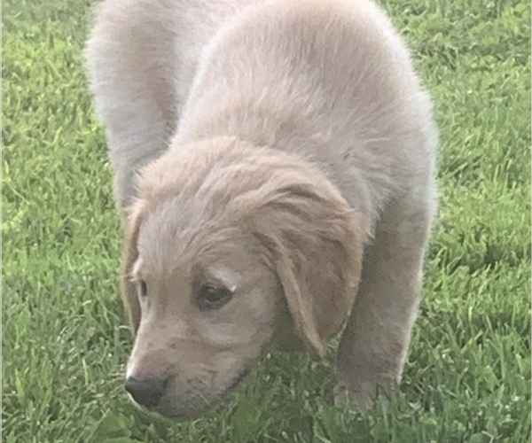 Medium Photo #4 Golden Retriever Puppy For Sale in FINLAYSON, MN, USA