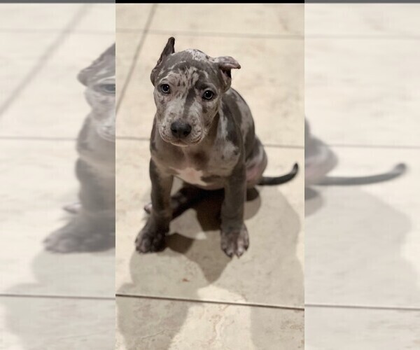 Medium Photo #1 American Bully Puppy For Sale in MANOR, TX, USA