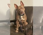 Small #4 American Staffordshire Terrier Mix