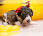 Small Photo #5 Bernedoodle Puppy For Sale in PEYTON, CO, USA