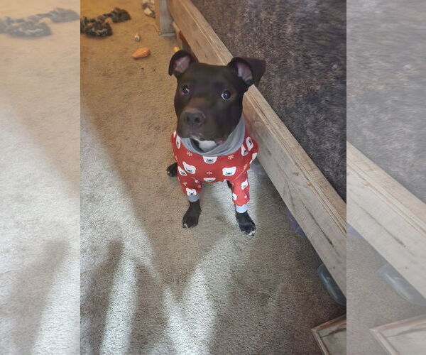 Medium Photo #3 American Staffordshire Terrier-Labrador Retriever Mix Puppy For Sale in Chandler, AZ, USA