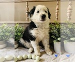 Small Photo #5 Border Collie Puppy For Sale in RIPON, CA, USA