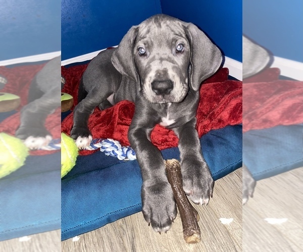 Medium Photo #1 Great Dane Puppy For Sale in KENANSVILLE, NC, USA