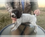 Small #21 German Shorthaired Pointer