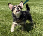 Small #2 Chihuahua Mix