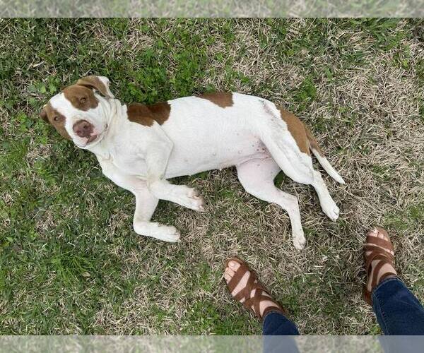 Medium Photo #3 Mutt Puppy For Sale in Abbeville, LA, USA