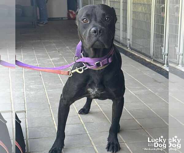 Medium Photo #3 American Pit Bull Terrier-Labrador Retriever Mix Puppy For Sale in Washington, DC, USA