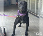 Small #2 American Pit Bull Terrier-Labrador Retriever Mix