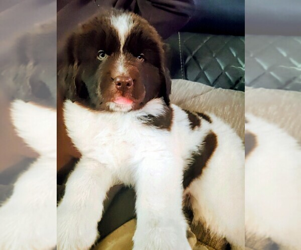 Medium Photo #9 Newfoundland Puppy For Sale in CHICO, CA, USA
