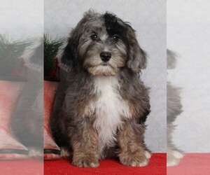 Poodle (Miniature)-Sheepadoodle Mix Puppy for sale in FREDERICKSBURG, OH, USA