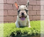 Small Photo #49 French Bulldog Puppy For Sale in CHICAGO, IL, USA