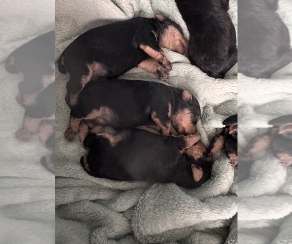 Medium Photo #1 Welsh Terrier Puppy For Sale in SAN ANTONIO, TX, USA