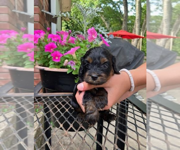Medium Photo #1 Cocker Spaniel-Poodle (Miniature) Mix Puppy For Sale in MURFREESBORO, AR, USA