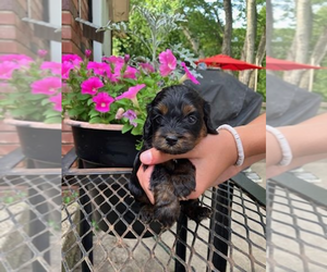 Cocker Spaniel-Poodle (Miniature) Mix Puppy for Sale in MURFREESBORO, Arkansas USA