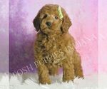 Small #4 Goldendoodle (Miniature)