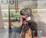 Small #5 American Staffordshire Terrier