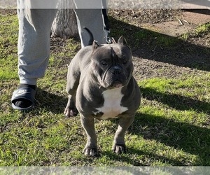 Father of the American Bully puppies born on 12/28/2023