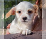Small #5 Bichon Frise Mix