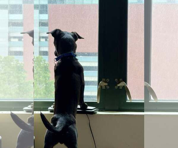 Medium Photo #6 Chihuahua-Unknown Mix Puppy For Sale in Westwood, NJ, USA