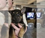 Small #3 German Shepherd Dog