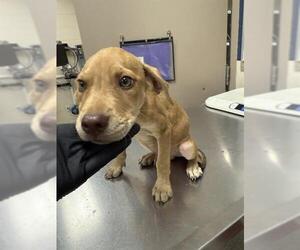 Black Mouth Cur-Unknown Mix Dogs for adoption in Conroe, TX, USA