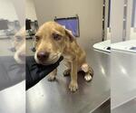 Small Black Mouth Cur Mix