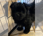 Image preview for Ad Listing. Nickname: Pupper