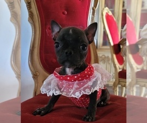 Faux Frenchbo Bulldog-French Bulldog Mix Puppy for sale in INDIANAPOLIS, IN, USA