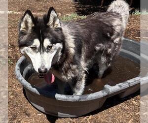 Alaskan Malamute-Unknown Mix Dogs for adoption in Denver, CO, USA