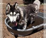 Small Alaskan Malamute Mix