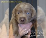 Small Photo #61 Labrador Retriever Puppy For Sale in POCAHONTAS, IL, USA
