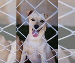 Scottie #0288 - Male Italian Greyhuahua Dog for Adoption - Small photo