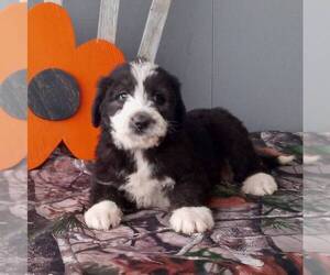 Poodle (Standard)-Siberian Husky Mix Puppy for sale in CANAJOHARIE, NY, USA