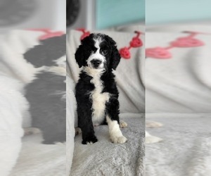 Goldendoodle-Miniature Bernedoodle Mix Puppy for sale in HART, MI, USA
