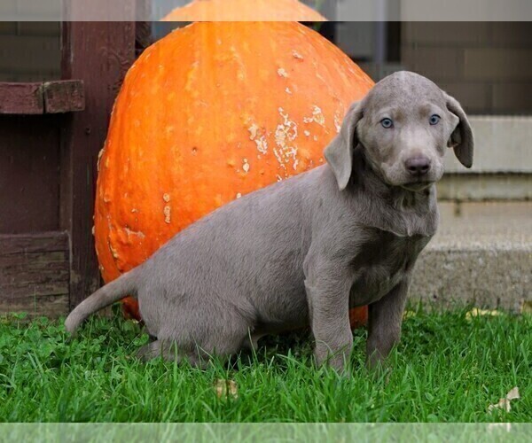 Medium Photo #2 Labrador Retriever Puppy For Sale in FREDERICKSBG, OH, USA