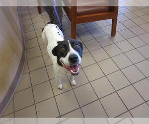 Pointer-Unknown Mix Dogs for adoption in Ocala, FL, USA