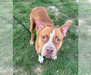 Diesel - Male Mutt Dog for Adoption - Photo #3