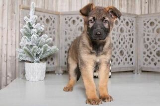 German Shepherd Dog Puppy for sale in MOUNT VERNON, OH, USA