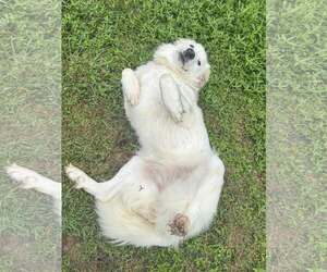 Skye AKA Skyler - Female Great Pyrenees-Unknown Mix Dog for Adoption - Photo #16