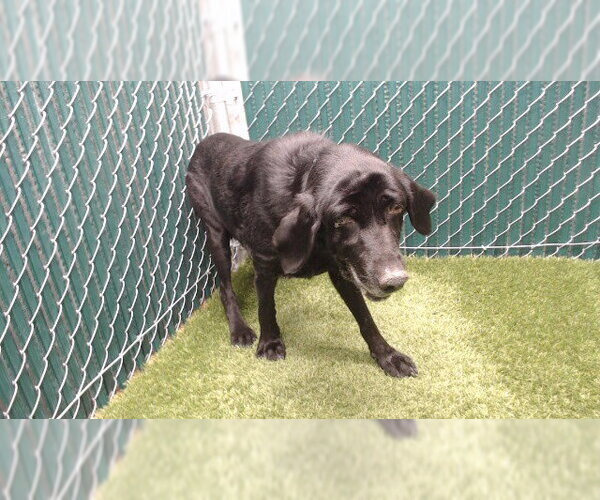 Medium Photo #1 Labrador Retriever Puppy For Sale in Downey, CA, USA