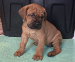 Small #1 Boerboel-Cane Corso Mix