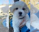 Small Photo #3 Zuchon Puppy For Sale in SAN DIEGO, CA, USA